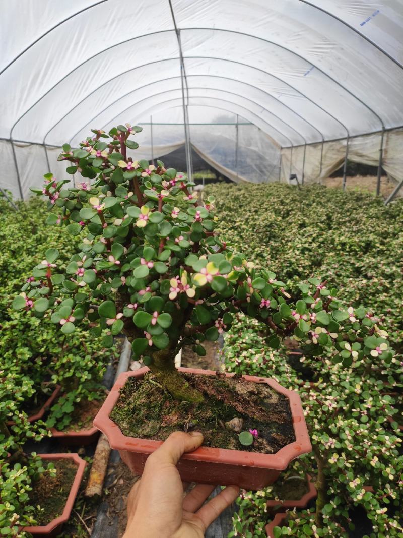 金枝玉叶多肉室内盆栽花卉绿植盆景