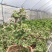 金枝玉叶多肉室内盆栽花卉绿植盆景