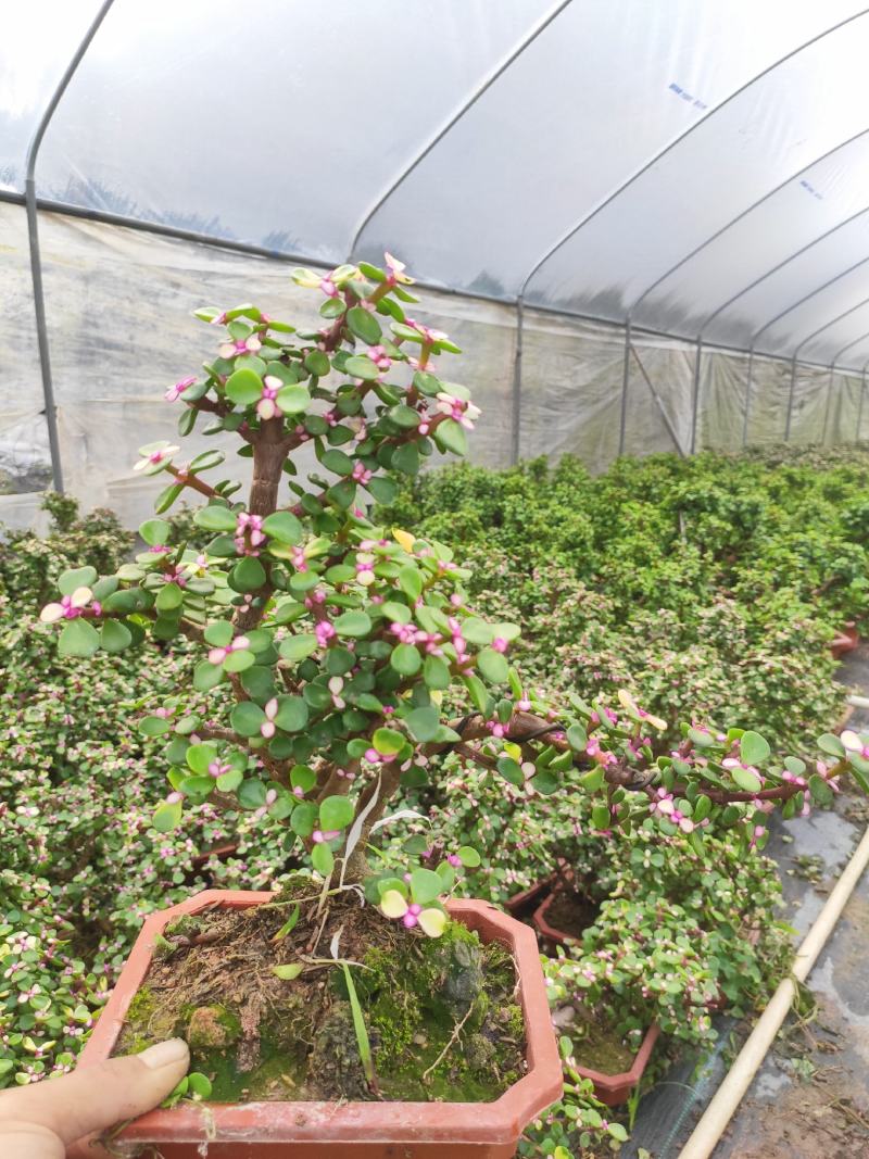 金枝玉叶多肉室内盆栽花卉绿植盆景