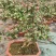 金枝玉叶多肉室内盆栽花卉绿植盆景