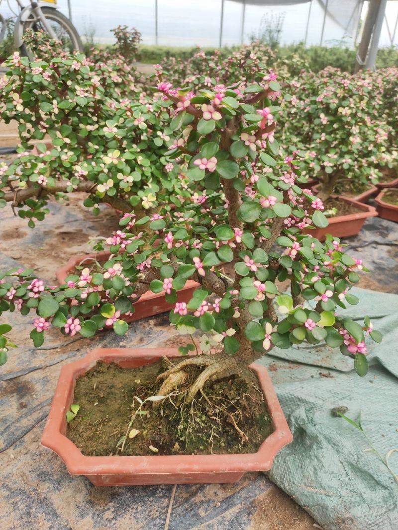 金枝玉叶多肉室内盆栽花卉绿植盆景