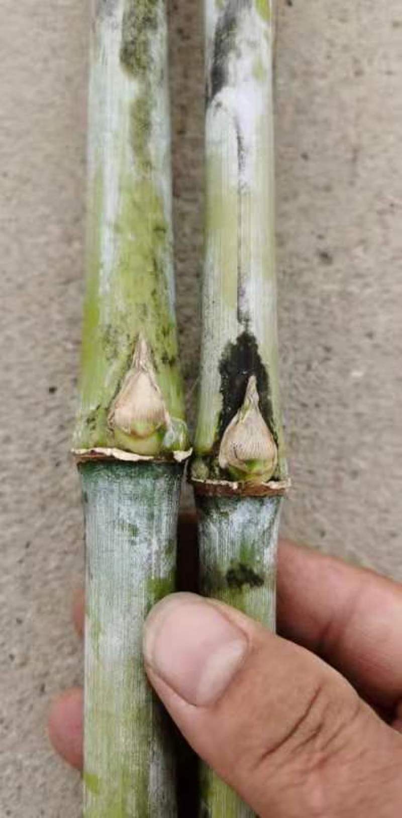 甜象草3号牧草种子多年生四季高产耐寒畜牧养殖猪牛羊鸡鸭鱼