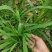 甜象草3号牧草种子多年生四季高产耐寒畜牧养殖猪牛羊鸡鸭鱼