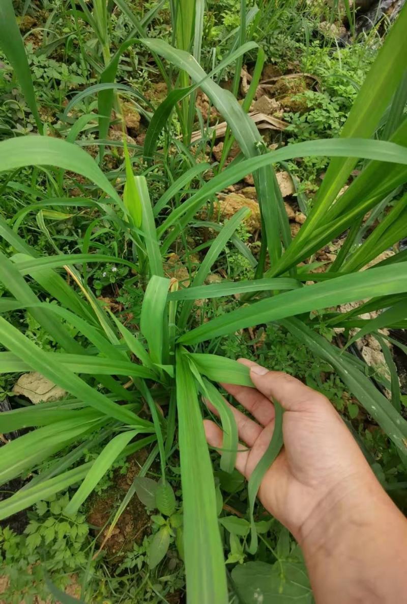 甜象草3号牧草种子多年生四季高产耐寒畜牧养殖猪牛羊鸡鸭鱼
