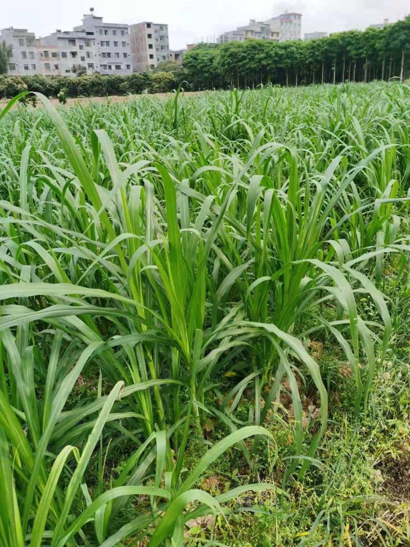 甜象草3号牧草种子多年生四季高产耐寒畜牧养殖猪牛羊鸡鸭鱼