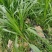 甜象草3号牧草种子多年生四季高产耐寒畜牧养殖猪牛羊鸡鸭鱼