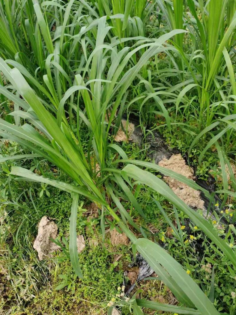甜象草3号牧草种子多年生四季高产耐寒畜牧养殖猪牛羊鸡鸭鱼