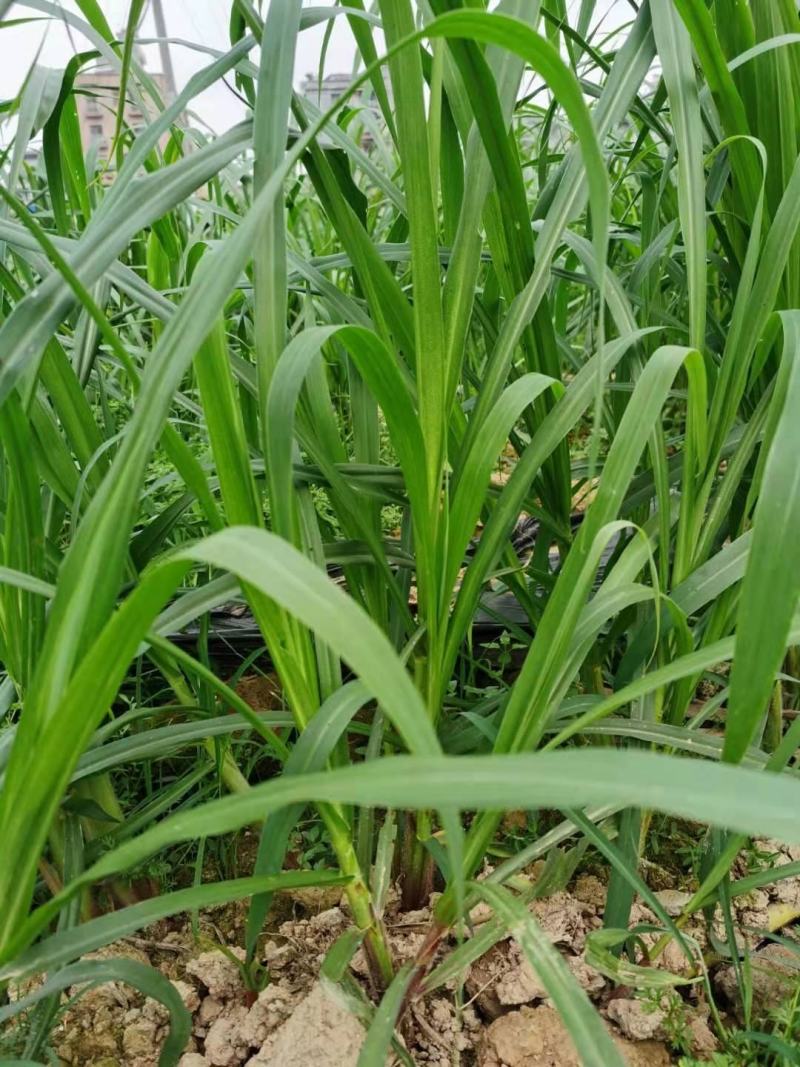 甜象草3号牧草种子多年生四季高产耐寒畜牧养殖猪牛羊鸡鸭鱼
