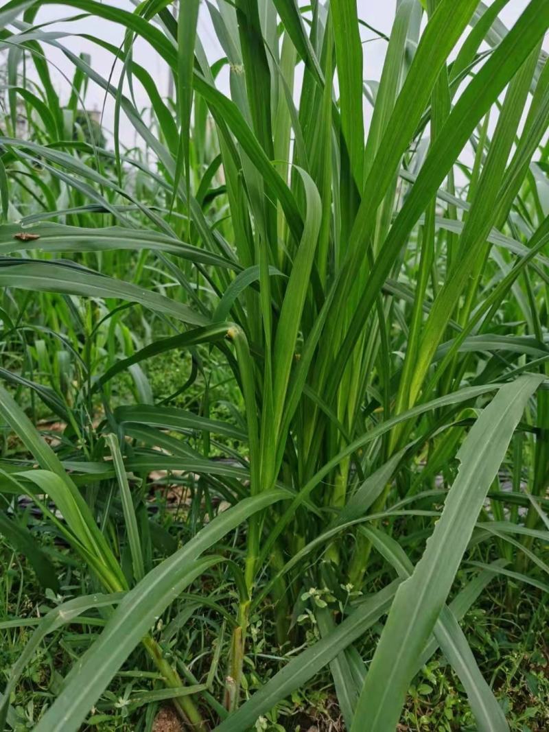 甜象草3号牧草种子多年生四季高产耐寒畜牧养殖猪牛羊鸡鸭鱼