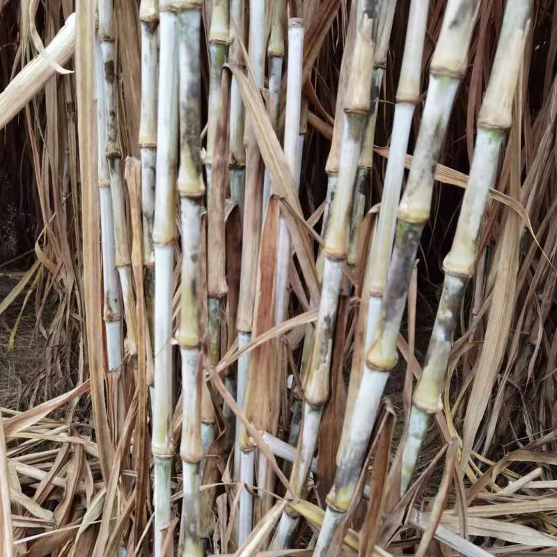 甜象草3号牧草种子多年生四季高产耐寒畜牧养殖猪牛羊鸡鸭鱼