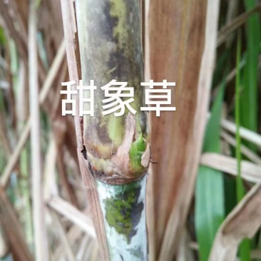 甜象草3号牧草种子多年生四季高产耐寒畜牧养殖猪牛羊鸡鸭鱼
