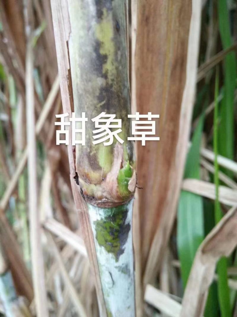 甜象草3号牧草种子多年生四季高产耐寒畜牧养殖猪牛羊鸡鸭鱼