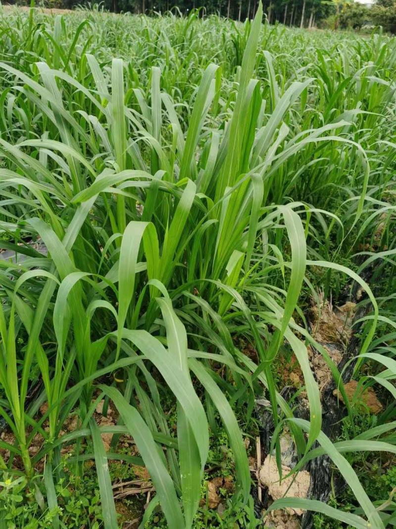 甜象草3号牧草种子多年生四季高产耐寒畜牧养殖猪牛羊鸡鸭鱼