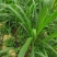 甜象草3号牧草种子多年生四季高产耐寒畜牧养殖猪牛羊鸡鸭鱼