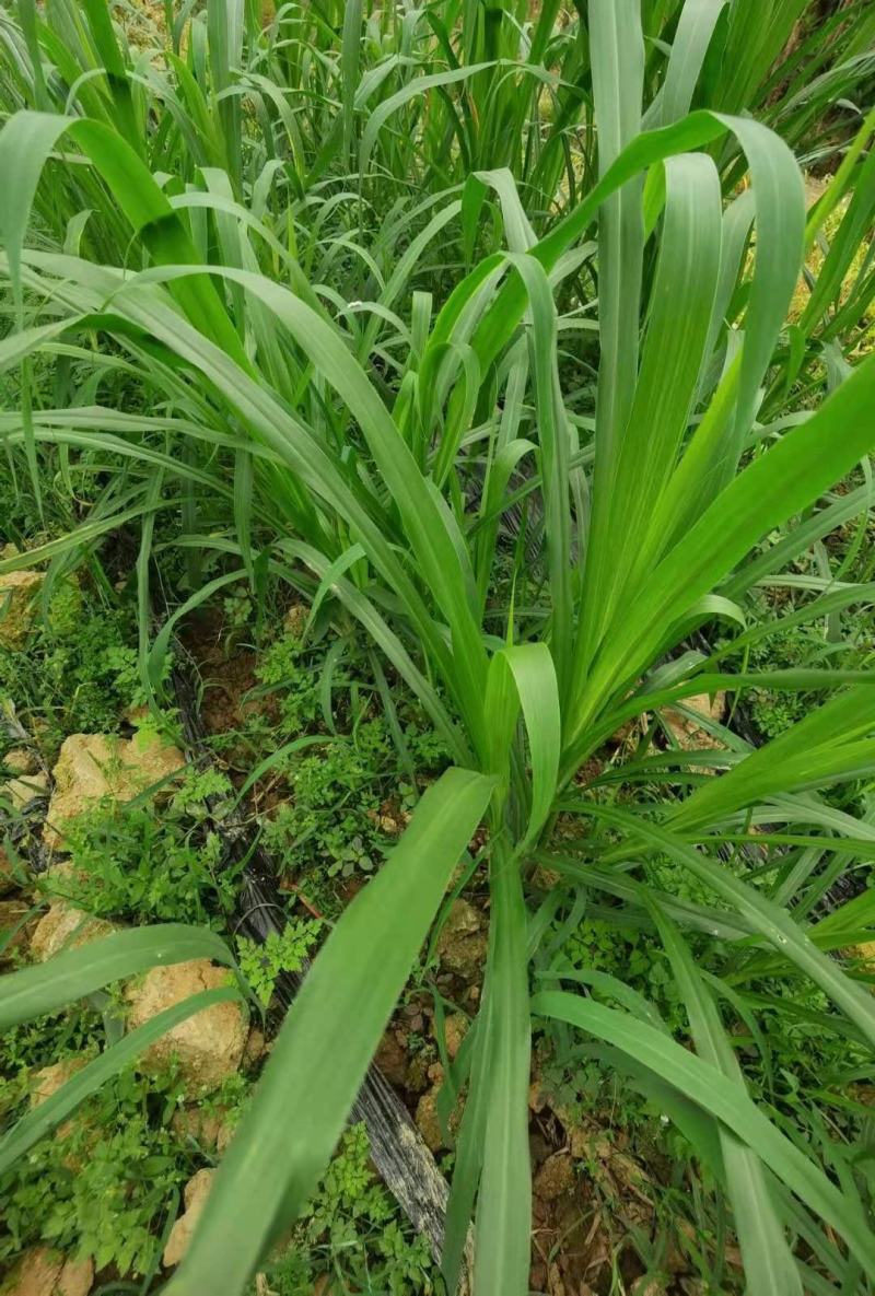 甜象草3号牧草种子多年生四季高产耐寒畜牧养殖猪牛羊鸡鸭鱼