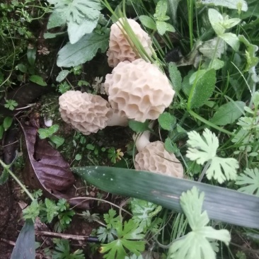 大别山本地野生羊肚菌，干货，鲜货