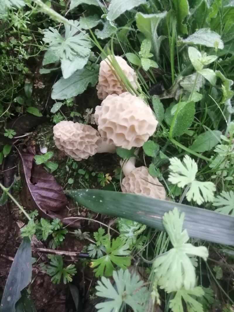 大别山本地野生羊肚菌，干货，鲜货