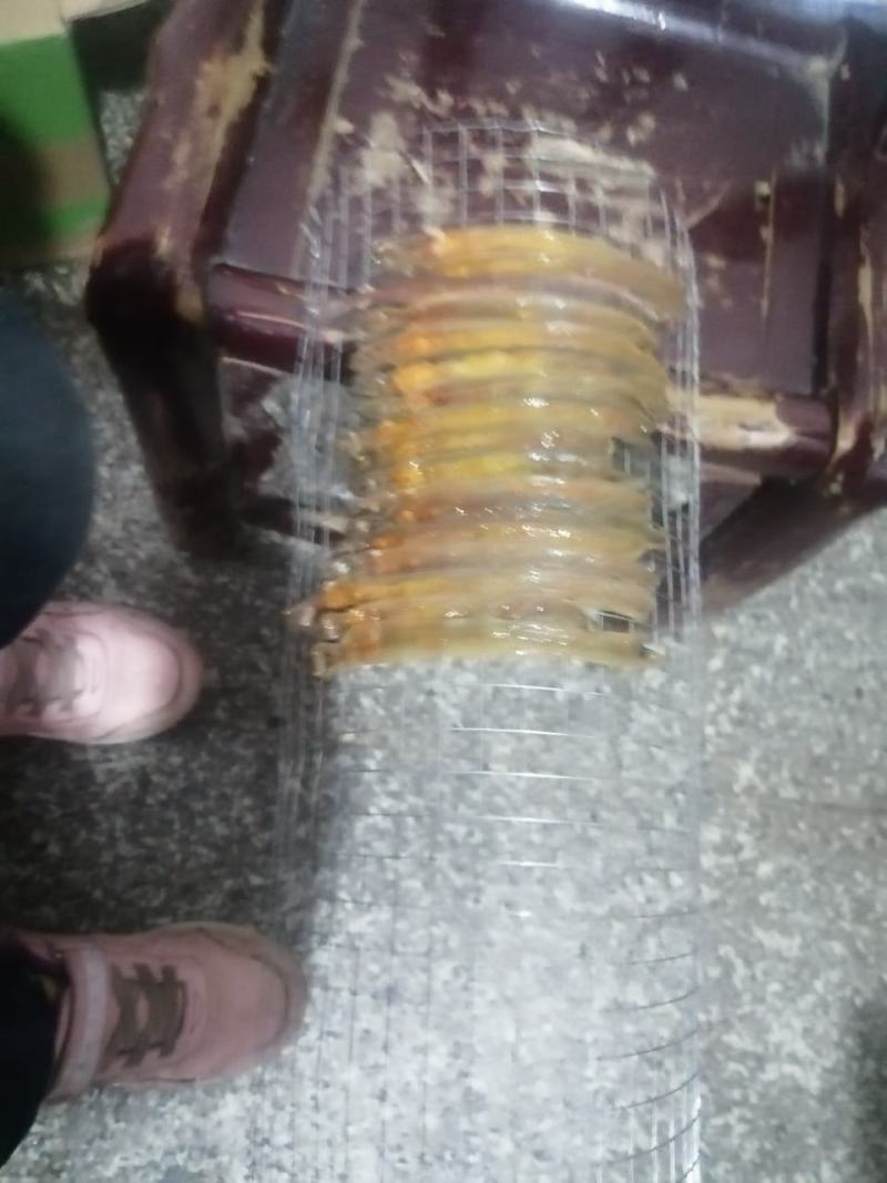 湖北省大悟县地龙加工干货