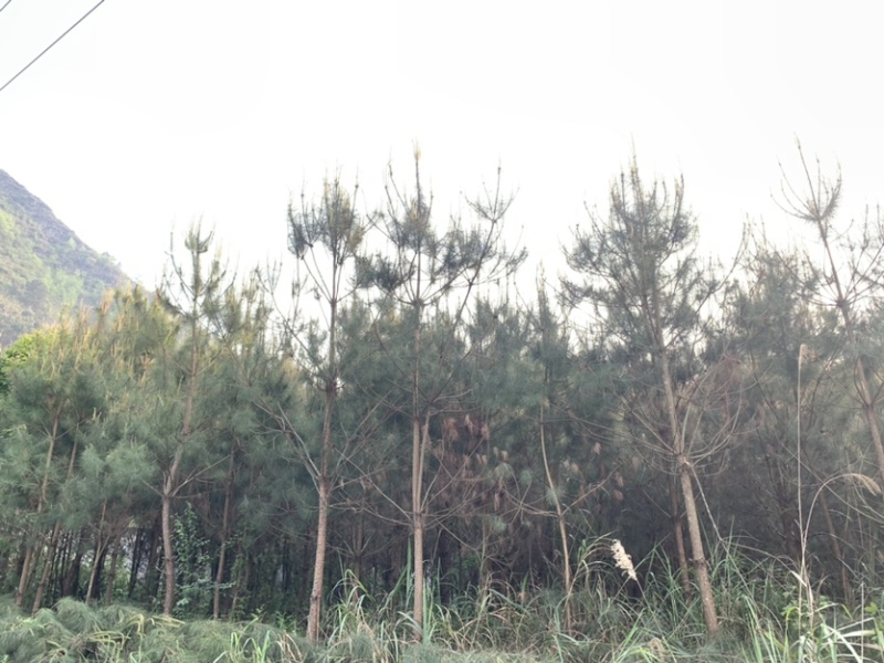 马尾松针（两叶优质马尾松针）