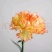 粉佳人康乃馨粉康鲜切花教师节母亲节38节送母亲教师长辈