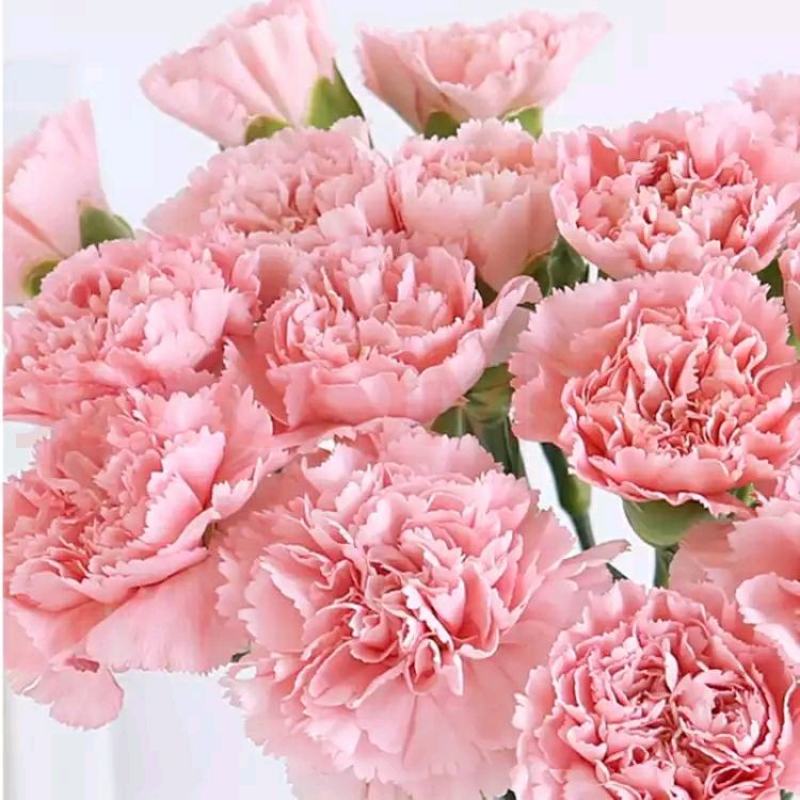粉佳人康乃馨粉康鲜切花教师节母亲节38节送母亲教师长辈