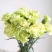粉佳人康乃馨粉康鲜切花教师节母亲节38节送母亲教师长辈