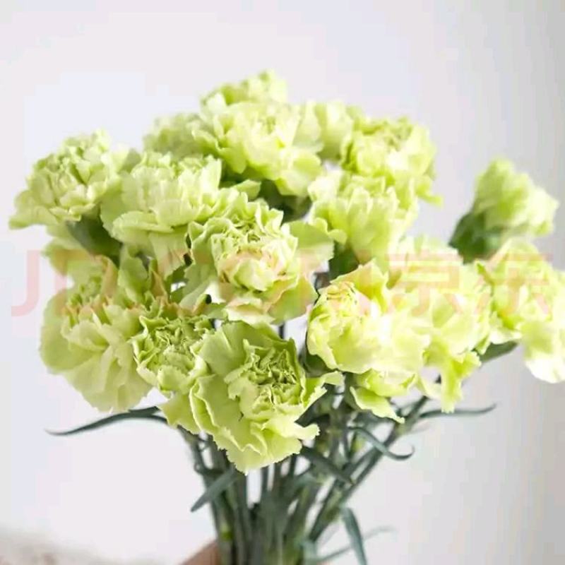粉佳人康乃馨粉康鲜切花教师节母亲节38节送母亲教师长辈