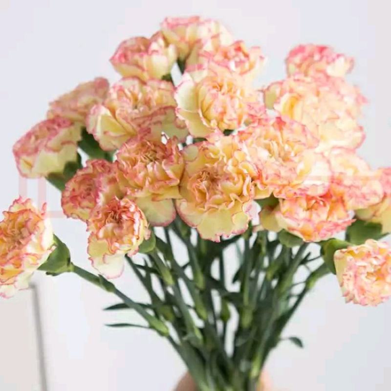 粉佳人康乃馨粉康鲜切花教师节母亲节38节送母亲教师长辈