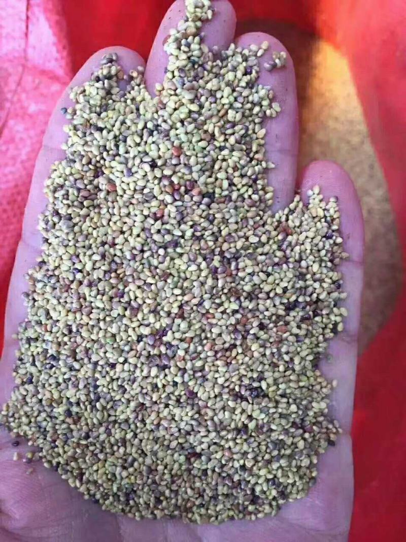 供应红三叶种子可观赏,做绿肥，耐湿性好,有药用
