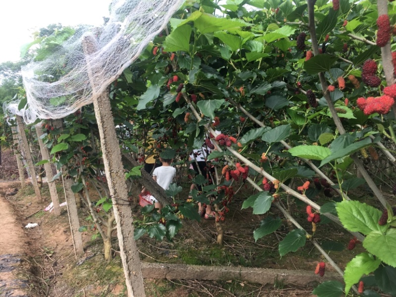 又黑又大又亮的无籽大十桑椹。多汁甜度高，香甜好吃采摘