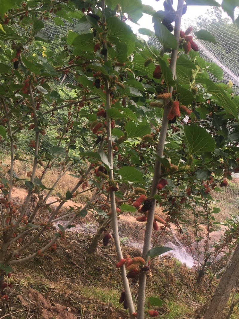 又黑又大又亮的无籽大十桑椹。多汁甜度高，香甜好吃采摘