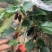 又黑又大又亮的无籽大十桑椹。多汁甜度高，香甜好吃采摘