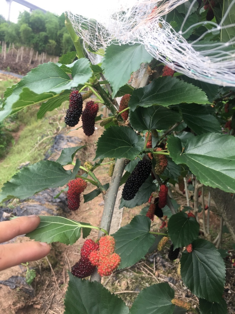 又黑又大又亮的无籽大十桑椹。多汁甜度高，香甜好吃采摘