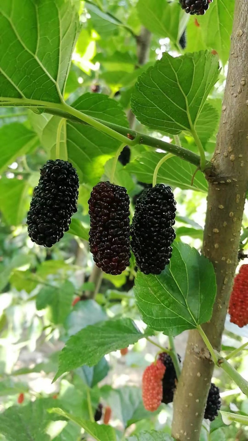 又黑又大又亮的无籽大十桑椹。多汁甜度高，香甜好吃采摘