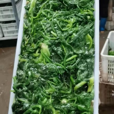 速冻菠菜，联系我时，请说是在一亩田看到的