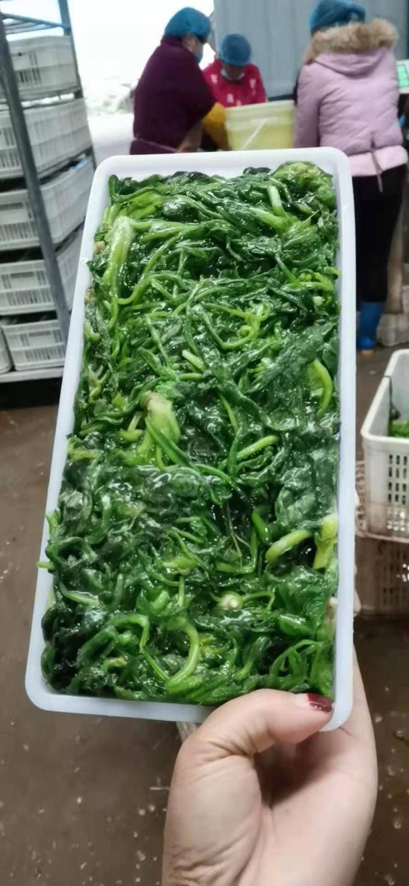 速冻菠菜，联系我时，请说是在一亩田看到的