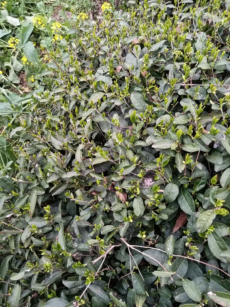 黄山毛尖茶新茶春茶毛尖茶高山茶