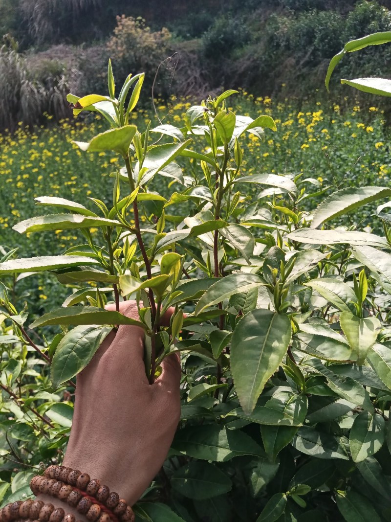 黄山毛尖茶新茶春茶毛尖茶高山茶