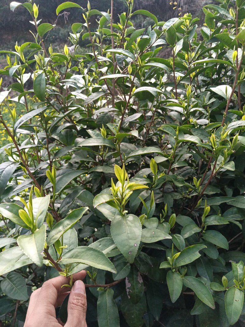 黄山毛尖茶新茶春茶毛尖茶高山茶