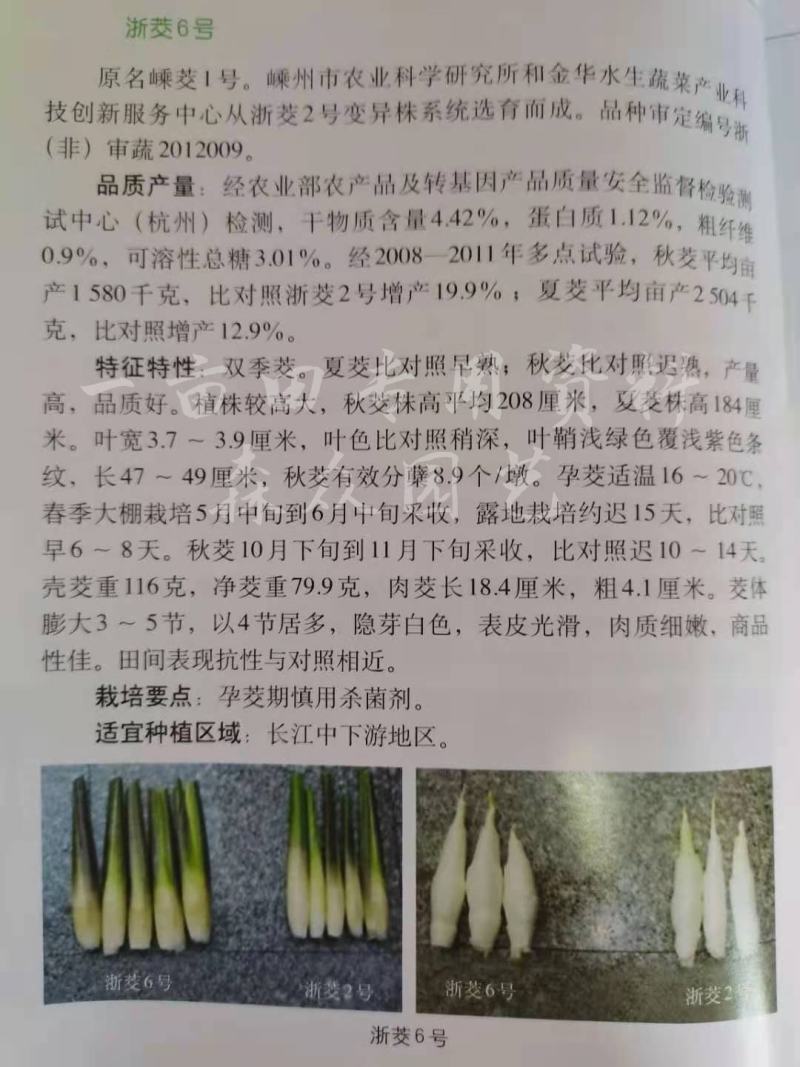 茭白苗早熟双季茭白苗茭瓜种苗高瓜苗茭笋苗茭白苗子