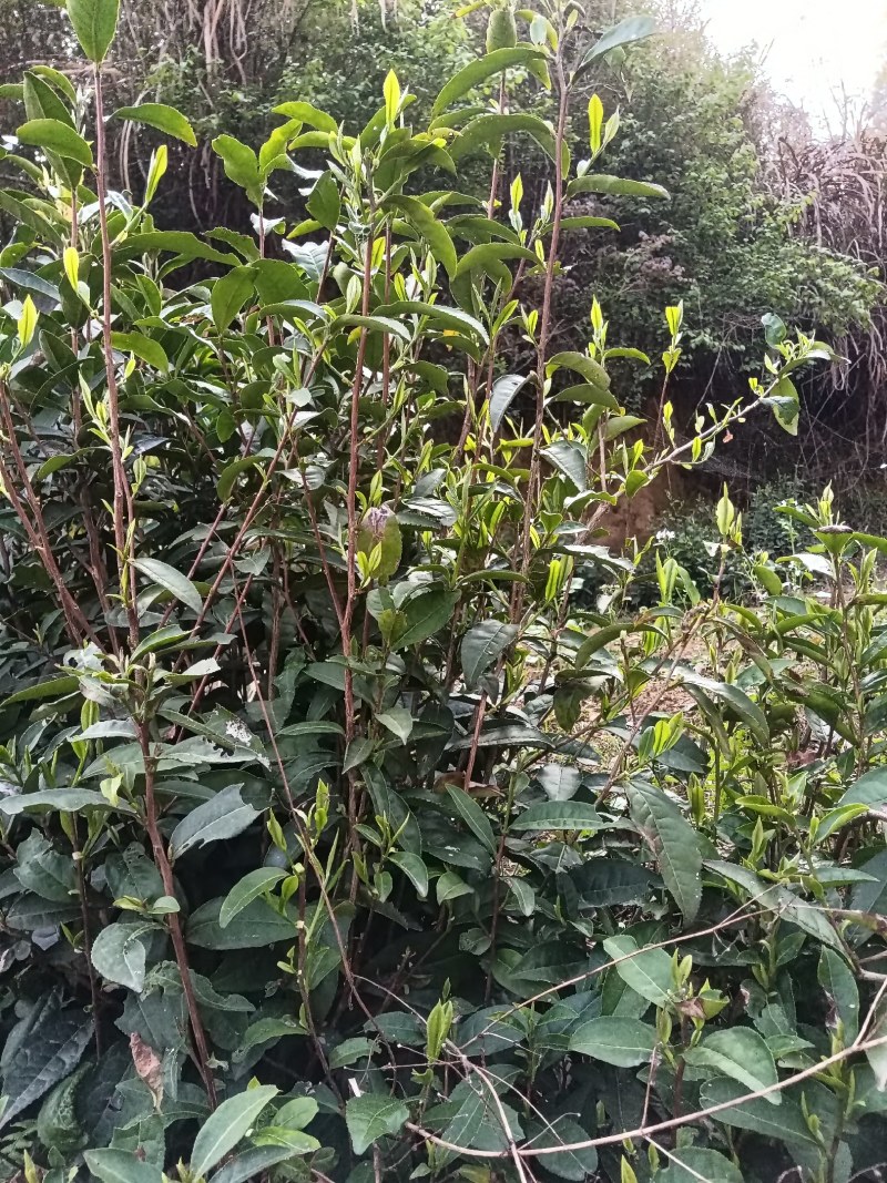 黄山毛尖茶新茶春茶毛尖茶高山茶