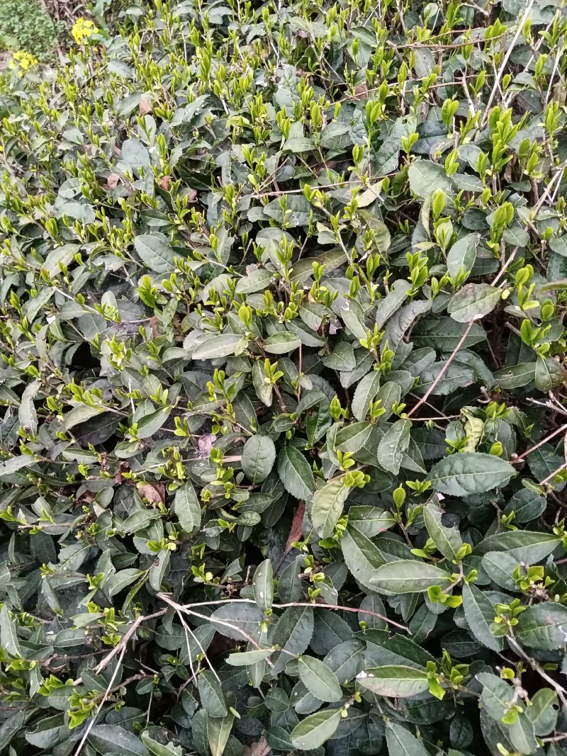 黄山毛尖茶新茶春茶毛尖茶高山茶