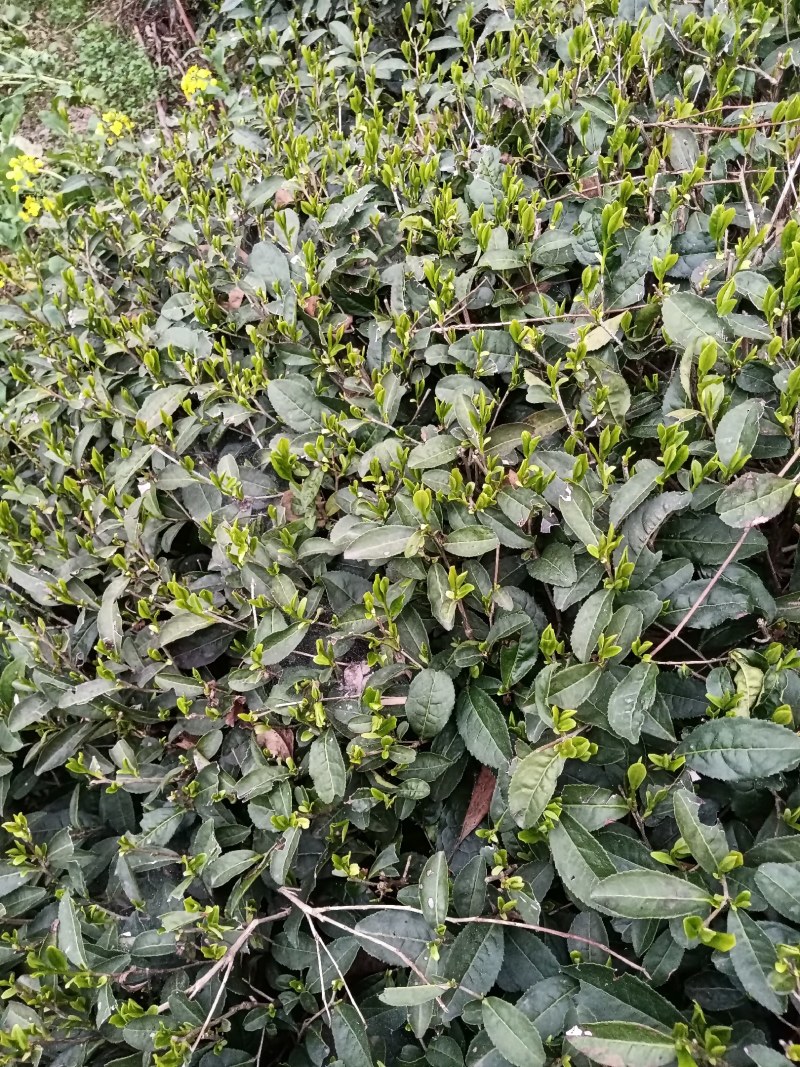 黄山毛尖茶新茶春茶毛尖茶高山茶