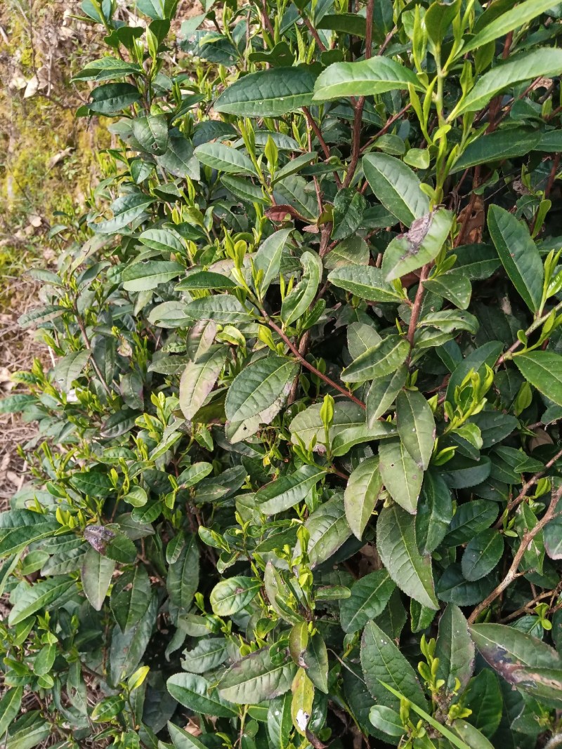 黄山毛尖茶新茶春茶毛尖茶高山茶