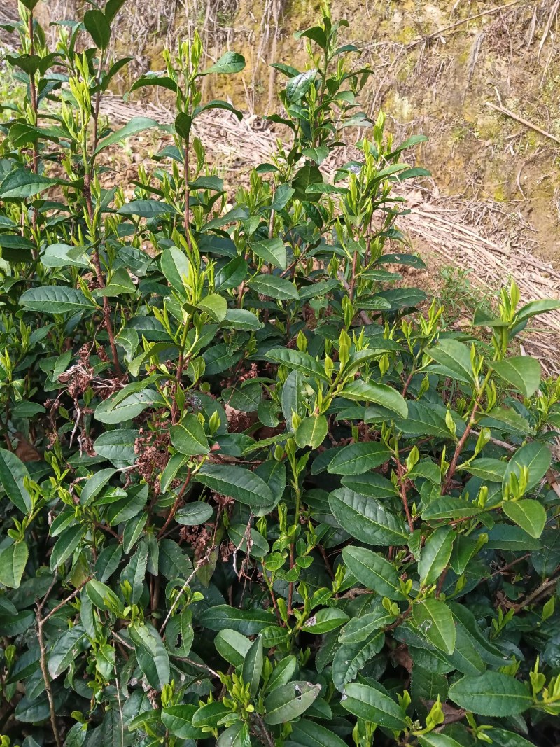 黄山毛尖茶新茶春茶毛尖茶高山茶