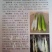 茭白苗早熟双季茭白苗茭瓜种苗高瓜苗茭笋苗茭白苗子