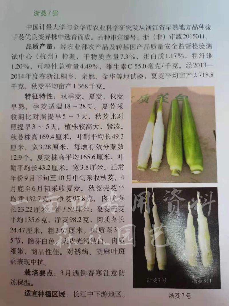 茭白苗早熟双季茭白苗茭瓜种苗高瓜苗茭笋苗茭白苗子
