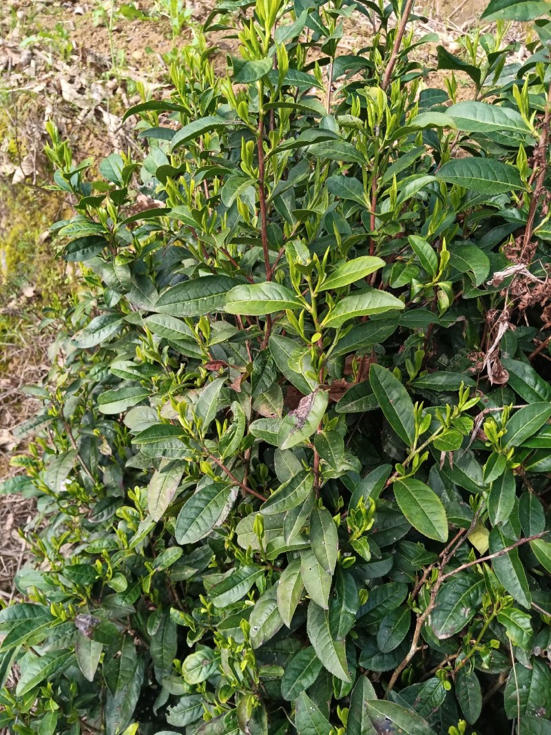 黄山毛尖茶新茶春茶毛尖茶高山茶