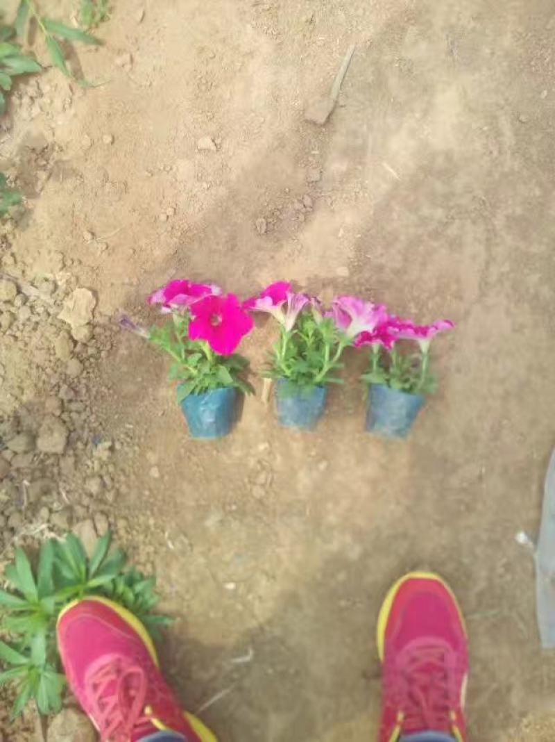 牵矮，矮牵牛，租摆牵牛花，多色矮牵牛花，时令花草