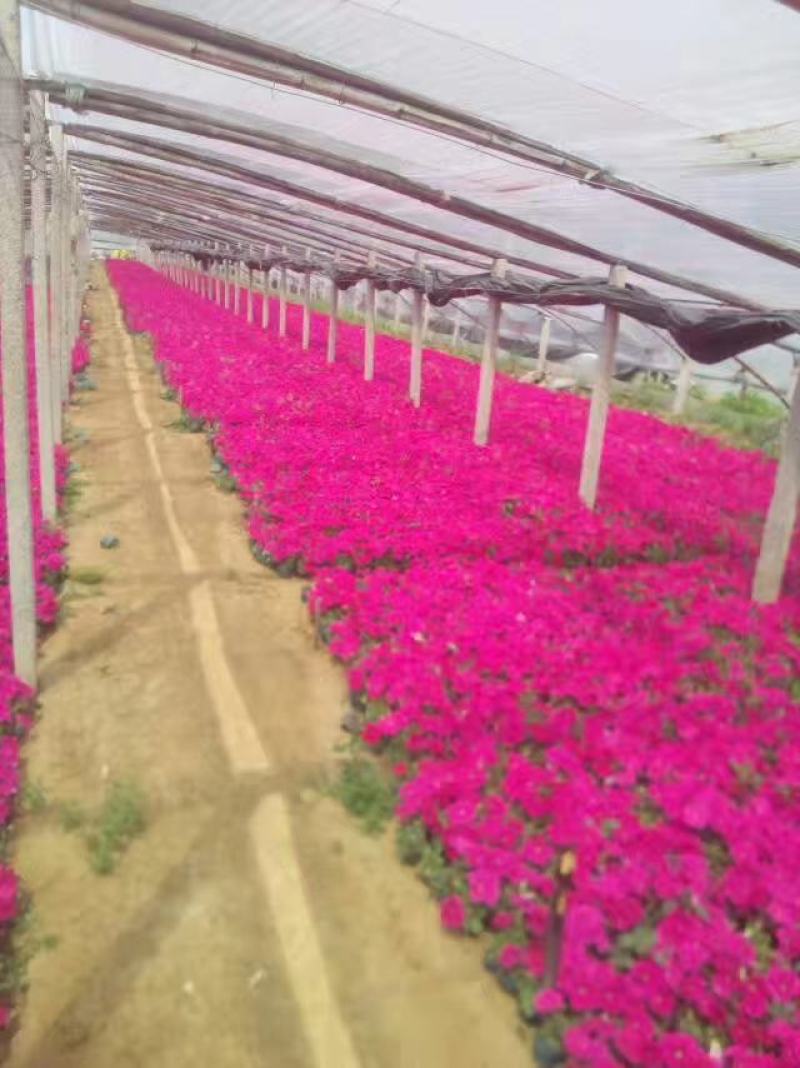 牵矮，矮牵牛，租摆牵牛花，多色矮牵牛花，时令花草